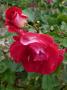 lysiane:plantes_du_jardin:roses:p1120572.jpg