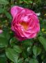 lysiane:plantes_du_jardin:roses:p1120648.jpg