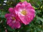 lysiane:plantes_du_jardin:roses:p1120649.jpg