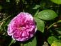 lysiane:plantes_du_jardin:roses:p1120666.jpg