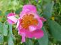 lysiane:plantes_du_jardin:roses:p1120668.jpg