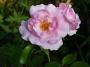 lysiane:plantes_du_jardin:roses:p1120838.jpg