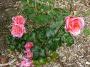 lysiane:plantes_du_jardin:roses:p1120884.jpg