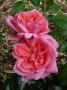 lysiane:plantes_du_jardin:roses:p1120885.jpg