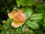 lysiane:plantes_du_jardin:roses:p1120914.jpg