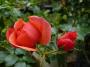 lysiane:plantes_du_jardin:roses:p1120934.jpg