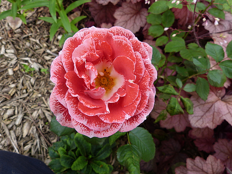 p1120971.jpg