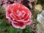 lysiane:plantes_du_jardin:roses:p1120972.jpg