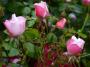 lysiane:plantes_du_jardin:roses:p1120989.jpg