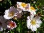 lysiane:plantes_du_jardin:roses:p1130012.jpg