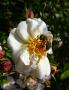 lysiane:plantes_du_jardin:roses:p1130014.jpg