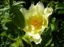 lysiane:plantes_du_jardin:roses:p1130033.jpg