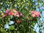 lysiane:plantes_du_jardin:roses:p1130038.jpg