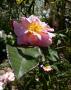 lysiane:plantes_du_jardin:roses:p1130045.jpg