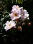 lysiane:plantes_du_jardin:roses:p1130047.jpg