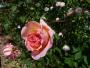 lysiane:plantes_du_jardin:roses:p1130145.jpg