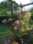 lysiane:plantes_du_jardin:roses:p1130213.jpg