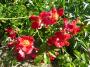 lysiane:plantes_du_jardin:roses:p1130252.jpg