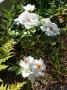 lysiane:plantes_du_jardin:roses:p1130335.jpg
