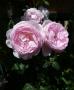 lysiane:plantes_du_jardin:roses:p1130378.jpg