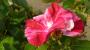 lysiane:plantes_du_jardin:roses:p1130432.jpg