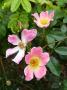 lysiane:plantes_du_jardin:roses:p1140859.jpg