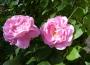 lysiane:plantes_du_jardin:roses:p1140907.jpg