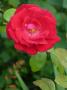 lysiane:plantes_du_jardin:roses:p1140924.jpg
