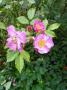 lysiane:plantes_du_jardin:roses:p1140950.jpg
