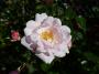 lysiane:plantes_du_jardin:roses:p1140986.jpg
