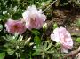 lysiane:plantes_du_jardin:roses:p1150299.jpg