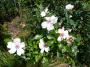 lysiane:plantes_du_jardin:roses:p1150317.jpg
