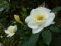 lysiane:plantes_du_jardin:roses:p1150496.jpg