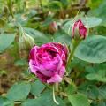p1170526r_r_des_violettes.jpg