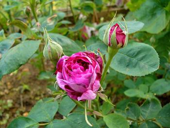 p1170526r_r_des_violettes.jpg