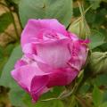 p1170551_r_c_de_chambord.jpg