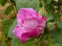 lysiane:plantes_du_jardin:roses:p1170551_r_c_de_chambord.jpg
