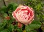 lysiane:plantes_du_jardin:roses:p1170575_r_acropolis.jpg