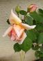 lysiane:plantes_du_jardin:roses:p1170630.jpg