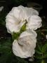 lysiane:plantes_du_jardin:roses:p1170694.jpg