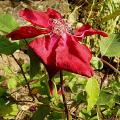 p1170745red.jpg