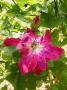 lysiane:plantes_du_jardin:roses:p1170751.jpg