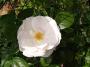 lysiane:plantes_du_jardin:roses:p1170773.jpg