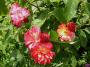 lysiane:plantes_du_jardin:roses:p1170840.jpg