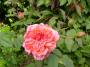 lysiane:plantes_du_jardin:roses:p1170892.jpg