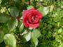 lysiane:plantes_du_jardin:roses:p1170903.jpg