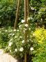 lysiane:plantes_du_jardin:roses:p1170938.jpg