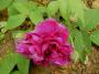 lysiane:plantes_du_jardin:roses:p1180041_r_eveque.jpg