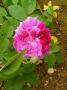 lysiane:plantes_du_jardin:roses:p1180046.jpg