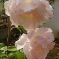 p1180123_r_plume_d_ange.jpg